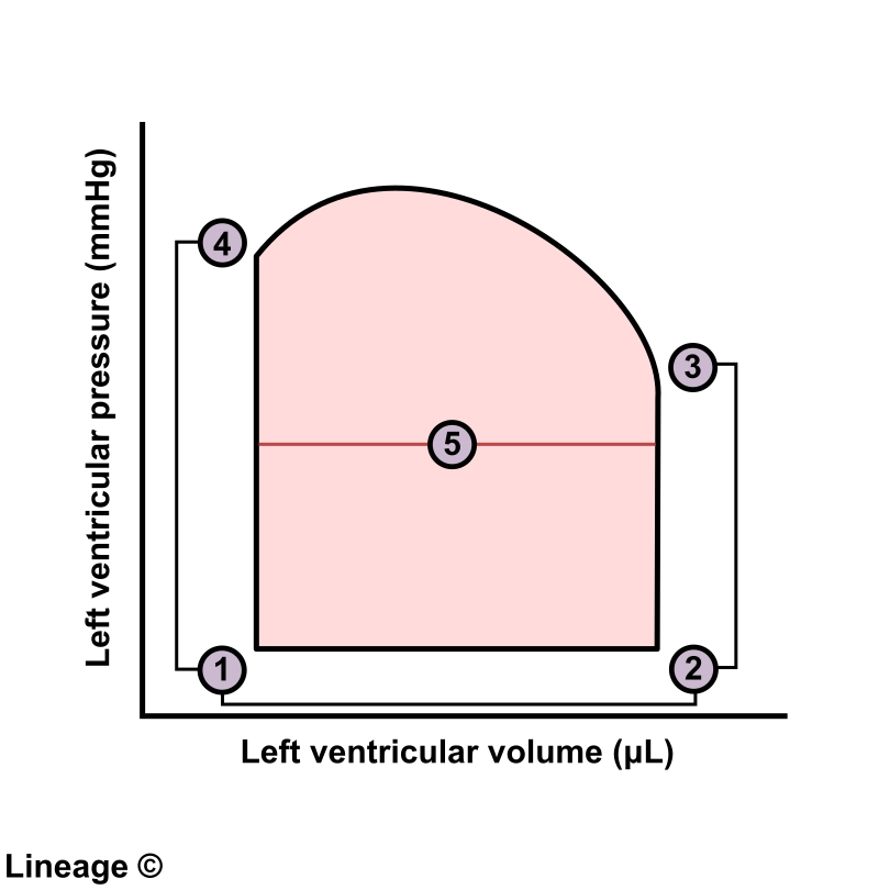 Pressure Volume Loop Cardiac Cycle